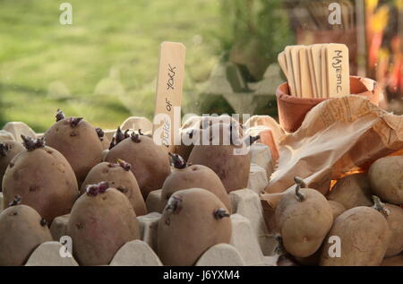 Samen Kartoffeln Kartoffeln in Ei Boxcontainer drinnen schießt auf hellen, warmen Fensterbank Förderung stark vor dem Auspflanzen im englischen Garten Stockfoto
