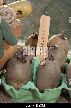 "Charlotte" Saatgut Kartoffeln Kartoffeln in Ei-Boxen auf hellen, warmen Potting Shed Fensterbank zu ermutigen, starke Triebe vor der Anlage im englischen Garten Stockfoto
