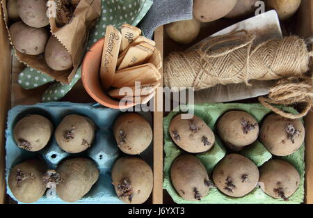 Samen Kartoffeln Kartoffeln in Ei Boxcontainer drinnen auf einem Holztablett, dazu starke Triebe vor dem Auspflanzen im englischen Garten Stockfoto