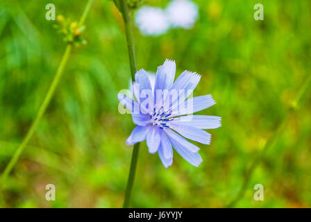 Cichorium Intybus Stockfoto