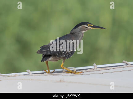 Gestreift Heron butorides striata thront auf Leinwand oben auf einem Flussboot Stockfoto