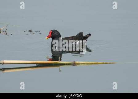 Gemeinsame sumpfhuhn Gallinula chloropus Wild Bird schwimmen mit Reflexion im Wasser des Flusses Stockfoto