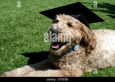 Goldendoodle Hund mit Graduation Cap Stockfoto