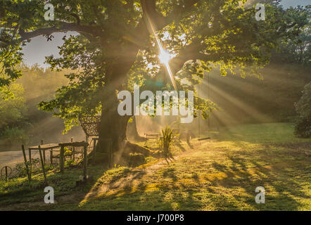 Eine glorreiche Daybreak platzt durch den Baum in einer ländlichen Surrey england Garten Stockfoto