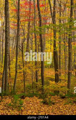 Ein Laubwälder Wald in den Catskill Mountains of New York. USA Stockfoto