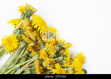 Bouquet von Löwenzahn auf weißem Hintergrund Stockfoto