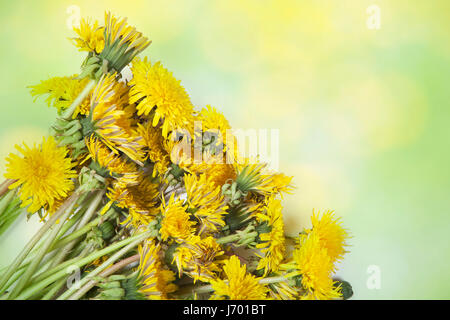 Frische Frühlingsluft Licht Bouquet von Löwenzahn auf einem grünen Garten Hintergrund Stockfoto
