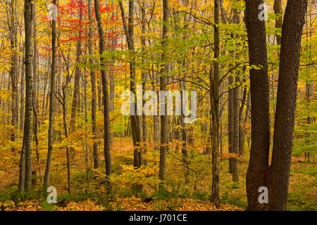 Ein Laubwälder Wald in den Catskill Mountains of New York. USA Stockfoto