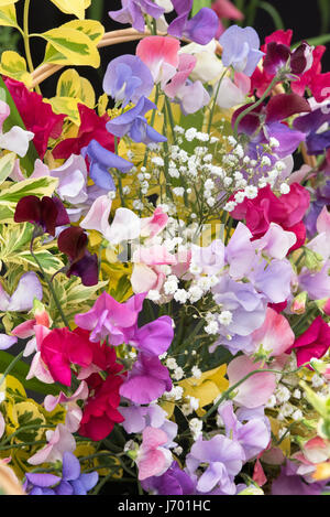 Platterbse man. Sweet Pea "Altmodische Mischung" Blume display Stockfoto