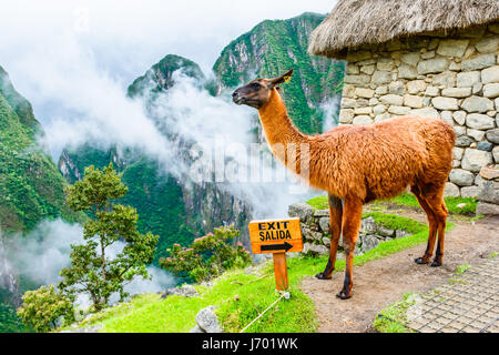 Machu Picchu, Inka-Ruinen in den peruanischen Anden in Cuzco Peru Stockfoto