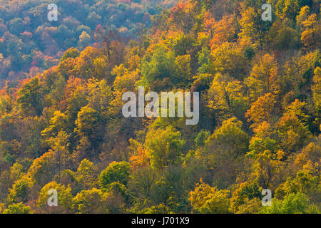 Ein Laubwälder Wald in den Catskill Mountains of New York. USA Stockfoto