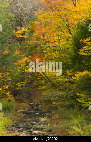 Ein Bach läuft durch einen Wald Laubwälder in den Catskill Mountains of New York. USA Stockfoto