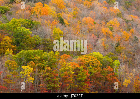 Ein Laubwälder Wald in den Catskill Mountains of New York. USA Stockfoto