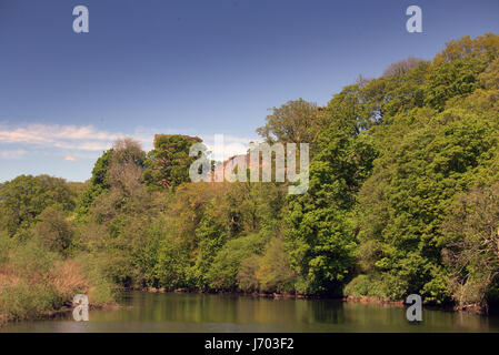 Bothwel Schloss erdet Touristen und Burgwall Om Ufer des Clyde Stockfoto