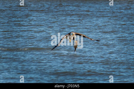 Weißkopfseeadler fangen einen großen Fisch in der Chesapeake Bay in Maryland Stockfoto