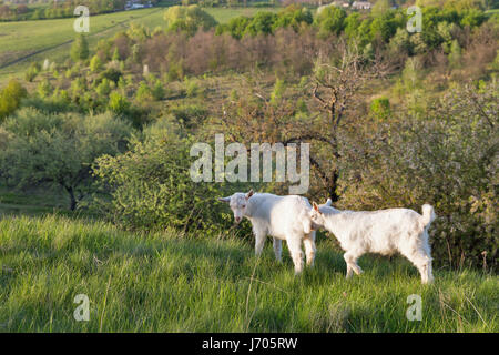 Inländische Baby Spitzbärte in einer Weide Frühling Obstgarten Closeup, Zentralukraine. Stockfoto