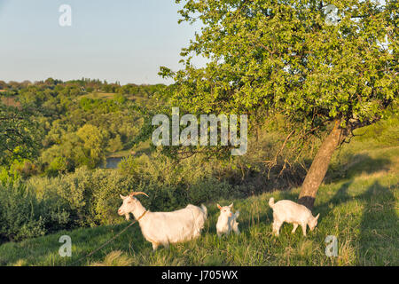 Familie von Hausziegen in einer Weide Frühling Obstgarten, Zentralukraine. Stockfoto