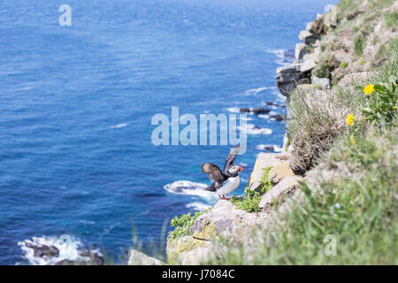 Papageitaucher oder gemeinsame Papageientaucher in Island Stockfoto