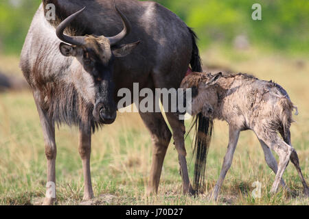 Ein Streifengnu, die nur ihr Kalb im Liuwa Plain Nationalpark in Sambia gebar Stockfoto