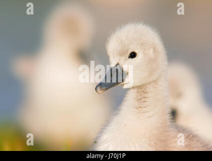 Höckerschwan Stockfoto