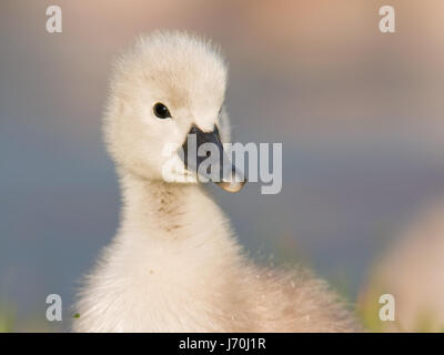 Höckerschwan Stockfoto