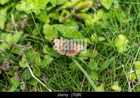 Schmuddeligen Skipper (Erynnis Tages) Stockfoto