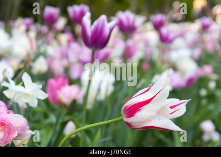 Tulpe "Claudia" Blume im Keukenhof Gärten Stockfoto