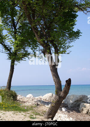 Bäume am Ufer auf Weg zum Mitsis Roda Beach Hotel, Roda, Korfu, Griechenland Stockfoto