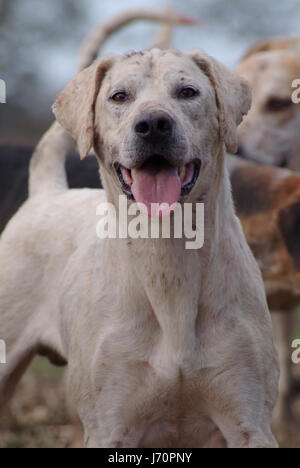 Tier Hund Hunde jagen Fuchs Hunde Hund Jagd Jagd Feld sport Stockfoto