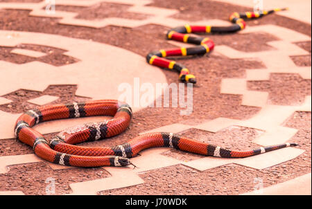 California Mountain Kingsnake neben einem Spielzeug Korallenschlange. Die Kingsnake ist eine Art von nonvenomous Schlange endemisch in Nordamerika. Es ist eine Koralle snak Stockfoto