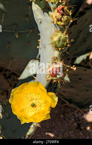 Gegenbaur des Feigenkaktus in voller Blüte mit leuchtend gelben Blüten. Es ist üblich in den Süden-zentralen und südwestlichen Vereinigten Staaten und Nord Stockfoto