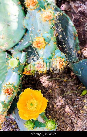 Gegenbaur des Feigenkaktus in voller Blüte mit leuchtend gelben Blüten. Es ist üblich in den Süden-zentralen und südwestlichen Vereinigten Staaten und Nord Stockfoto