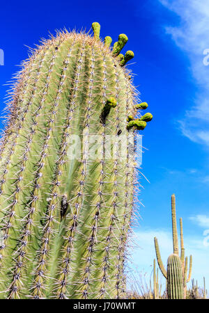 Kaktus Baum im Saguaro National Park, Arizona, USA Stockfotografie - Alamy