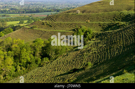 Prähistorische Hill fort, Hambledon Hill, Blackmore Vale, Dorset, England, Großbritannien Stockfoto