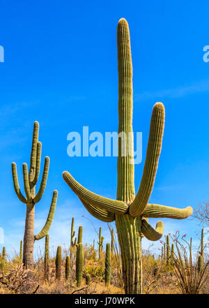 Der Saguaro ist eine baumartige Kaktus, das mit über 70 Fuß (21 m) hoch sein. Es stammt aus der Sonora-Wüste in Arizona, der mexikanische Bundesstaat So Stockfoto