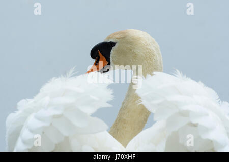 Höckerschwan Kopf sichtbar durch die Flügelfedern Stockfoto