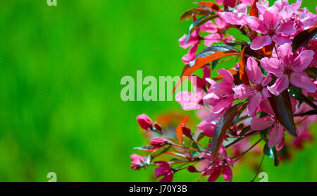 Neue Blüten entstehen in den frühen Frühling Stockfoto