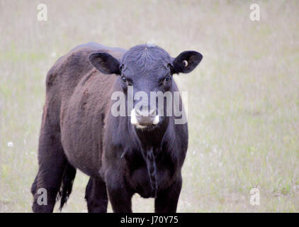 Hungrige Kuh auf der Suche nach Nahrung Stockfoto