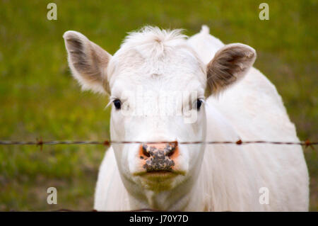 Hungrige Kuh auf der Suche nach Nahrung Stockfoto