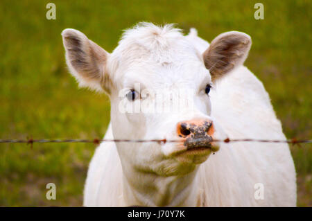 Hungrige Kuh auf der Suche nach Nahrung Stockfoto