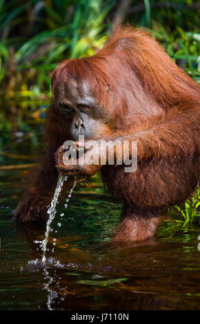 Orang-Utan-Trinkwasser aus dem Fluss im Dschungel. Indonesien. Die Insel Kalimantan (Borneo). Stockfoto