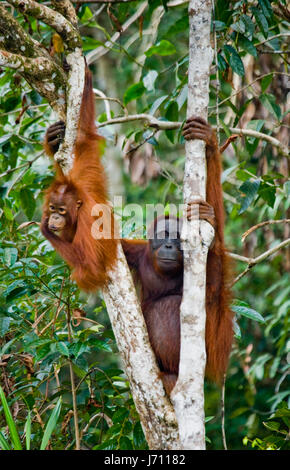 Das Weibchen des Orang-Utans mit einem Baby im Baum. Indonesien. Die Insel Kalimantan (Borneo). Stockfoto