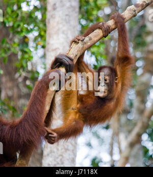 Ein Baby-Orang-Utan in der Wildnis. Indonesien. Die Insel Kalimantan (Borneo). Stockfoto