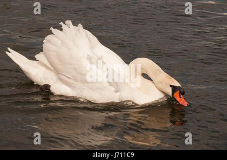 Aggression aus einem Höckerschwan am Linlithgow Loch. Stockfoto