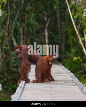 Das Weibchen des Orang-Utans mit einem Baby stehend auf einer hölzernen Plattform im Dschungel. Indonesien. Der Insel Borneo (Kalimantan). Stockfoto