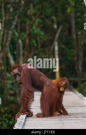 Das Weibchen des Orang-Utans mit einem Baby stehend auf einer hölzernen Plattform im Dschungel. Indonesien. Der Insel Borneo (Kalimantan). Stockfoto