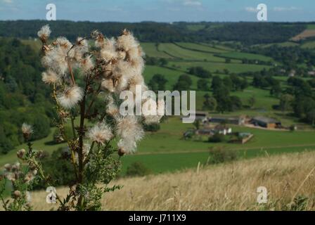 Gebäude Berg Blume Pflanze Blick Blick Blick spähen betrachten sehen Stockfoto