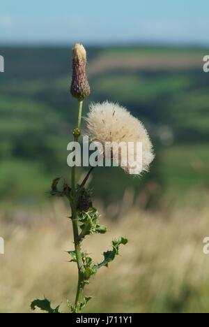 Hügel Blume Pflanze Blick Blick Blick spähen Blick auf Tal Unkraut sehen Stockfoto