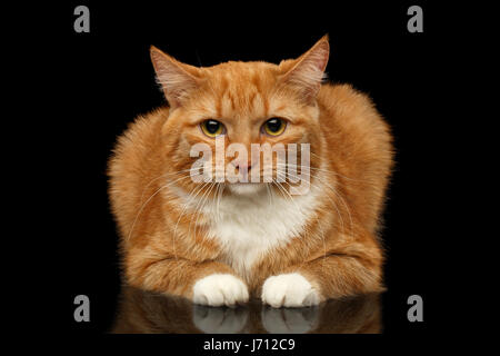 Ingwer Katze auf schwarzem Hintergrund isoliert Stockfoto