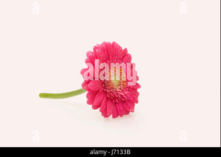 Gerbera Blume auf weißem Hintergrund mit Wassertropfen Stockfoto